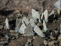 Polyommatus eros 4, Vlaggewikkeblauwtje, Saxifraga-Willem van Kruijsbergen