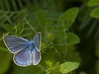 Polyommatus escheri 10, Groot tragantblauwtje, Saxifraga-Jan van der Straaten