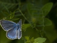 Polyommatus escheri 11, Groot tragantblauwtje, Saxifraga-Jan van der Straaten