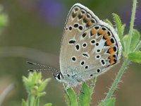 Polyommatus escheri 13, Groot tragantblauwtje, Saxifraga-Kars Veling
