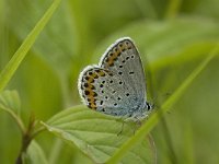 Polyommatus escheri 4, Groot tragantblauwtje, male, Saxifraga-Marijke Verhagen