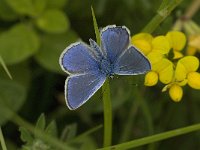 Polyommatus escheri 5, Groot tragantblauwtje, male, Saxifraga-Jan van der Straaten