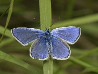 Polyommatus escheri 6, Groot tragantblauwtje, male, Saxifraga-Jan van der Straaten
