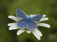 Polyommatus escheri 7, Groot tragantblauwtje, male, Saxifraga-Marijke Verhagen