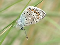 Polyommatus escheri 9, Groot tragantblauwtje, Vlinderstichting-Kars Veling