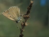 Polyommatus humedasae 4, Aosta-esparcetteblauwtje, laying eggs, Vlinderstichting-Kars Veling