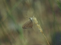 Polyommatus humedasae 5, Aosta-esparcetteblauwtje, Vlinderstichting-Kars Veling