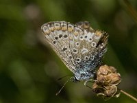 Polyommatus icarus 103, Icarusblauwtje, Saxifraga-Willem van Kruijsbergen