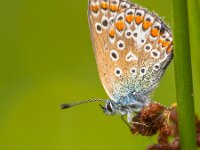 Polyommatus icarus 119, Icarusblauwtje, Saxifraga-Rudmer Zwerver : butterfly, close up, close-up, europe, insect, macro, nobody, one animal, side view, summer, the Netherlands, wildlife