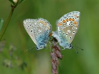Polyommatus icarus 13, Icarusblauwtje, Vlinderstichting-Joost Uittenbogaard