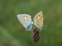 Polyommatus icarus 14, Icarusblauwtje, Vlinderstichting-Kars Veling