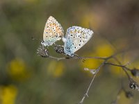 Polyommatus icarus 2, Icarusblauwtje, Vlinderstichting-Henk Bosma