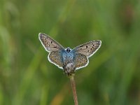 Polyommatus icarus 38, Icarusblauwtje, Vlinderstichting-Albert Vliegenthart