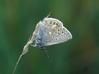 Polyommatus icarus 39, Icarusblauwtje, Vlinderstichting-Kars Veling