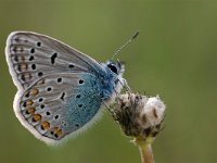 Polyommatus icarus 42, Icarusblauwtje, Vlinderstichting-Albert Vliegenthart
