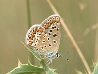 Polyommatus icarus 43, Icarusblauwtje, Vlinderstichting-Kars Veling
