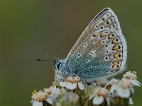 Polyommatus icarus 44, Icarusblauwtje, Vlinderstichting-Albert Vliegenthart