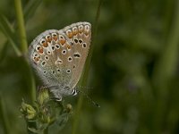 Polyommatus icarus 45, Icarusblauwtje, Vlinderstichting-Kars Veling