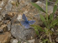 Polyommatus icarus 68, Icarusblauwtje, Saxifraga-Jan van der Straaten