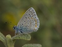 Polyommatus icarus 78, Icarusblauwtje, Saxifraga-Willem van Kruijsbergen