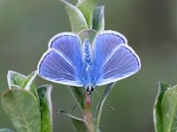 Polyommatus icarus 83, Icarus blauwtje, Saxifraga-Bart Vastenhouw