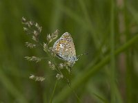 Polyommatus icarus 86, Icarusblauwtje, Saxifraga-Jan van der Straaten