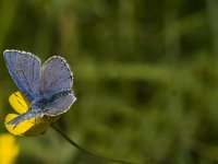 Polyommatus icarus 95, Icarusblauwtje, male, Saxifraga-Jan van der Straaten