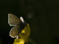 Polyommatus icarus 96, Icarusblauwtje, Saxifraga-Jan van der Straaten