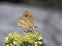 Polyommatus ripartii 6, Zuidelijk esparcetteblauwtje, Vlinderstichting-Kars Veling