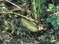 Polyommatus thersites 4, Esparcetteblauwtje, pupa, Saxifraga-FritsBink