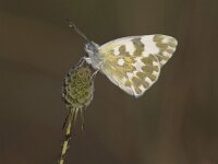 Pontia edusa 12, Oostelijk resedawitje, Saxifraga-Mark Zekhuis