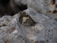 Pseudochazara anthelea 2, Witbandheremiet, Vlinderstichting-Albert Vliegenthart