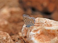 Pseudophilotes bavius 2, Salieblauwtje, Vlinderstichting-Albert Vliegenthart