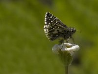 Pyrgus andromedae, Alpine Grizzled Skipper