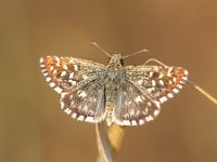Butterfly (Pyrgus malvae) on Grass Spike with Neutral Brown Background  Brown Butterfly with White Dots on Brown Grass with Brown Background : Grizzled, New, Pyrgus, animal, appealing, background, beautiful, beauty, blossom, botanical, brown, butterfly, color, colorful, detail, ear, elegant, environment, europe, european, fauna, field, flora, floral, flower, fresh, garden, grass, green, habitat, insect, leaf, life, macro, malvae, meadow, natural, nature, outdoor, park, plant, season, seed, serenity, skipper, spike, spring, vegetation, wildlife, wings