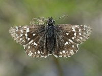 Pyrgus malvae 50, Aardbeivlinder, Saxifraga-Willem van Kruijsbergen