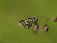 Pyrgus malvae 6, Aardbeivlinder, female, Saxifraga-Jan van der Straaten