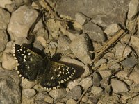 Pyrgus malvoides, Southern Grizzled Skipper