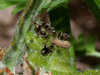 Satyrium ilicis 26, Bruine eikenpage, larva with ants, Saxifraga-Kars Veling