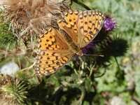 Speyeria aglaja 100, Grote parelmoervlinder, on Cirsium vulgare, Saxifraga-Kars Veling