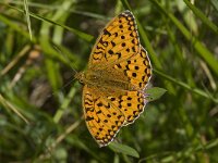 Speyeria aglaja 36, Grote parelmoervlinder, Saxifraga-Willem van Kruijsbergen