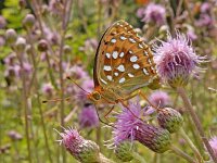 Speyeria aglaja 93, Grote parelmoervlinder, on Cirsium arvense, Saxifraga-Kars Veling