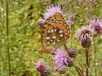 Speyeria aglaja 95, Grote parelmoervlinder, on Cirsium arvense, Saxifraga-Kars Veling