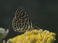 Tarucus balkanica 2, Klein christusdoornblauwtje, Vlinderstichting-Kars Veling