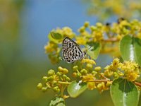 Tarucus balkanica 5, Klein christusdoornblauwtje, Vlinderstichting-Albert Vliegenthart