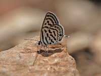 Tarucus balkanica 7, Klein christusdoornblauwtje, Vlinderstichting-Albert Vliegenthart
