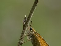 Thymelicus lineola 27, Zwartsprietdikkopje, Vlinderstichting-Henk Bosma