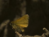 Thymelicus lineola 70, Zwartsprietdikkopje, Saxifraga-Jan van der Straaten