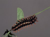 Zerynthia cerisy 1, Oostelijke pijpbloemvlinder, Saxifraga-Frits Bink
