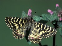Zerynthia polyxena 13, Zuidelijke pijpbloemvlinder, Saxifraga-Frits Bink